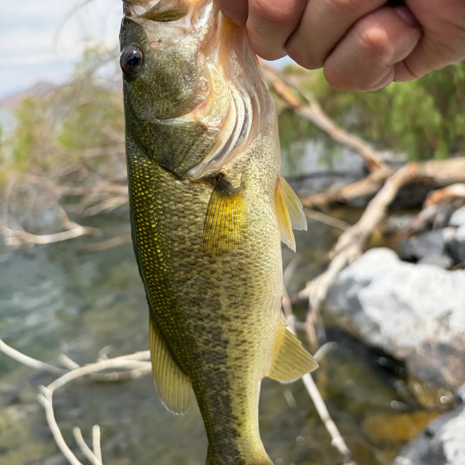 Largemouth bass caught on Fishbrain