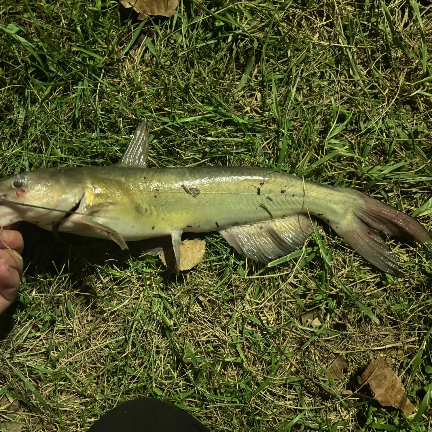 Channel catfish caught on Fishbrain