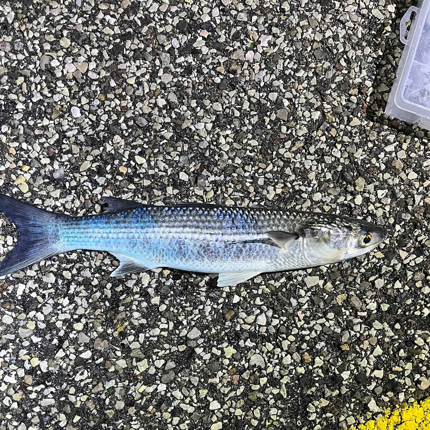 The most recent Striped mullet catches on Fishbrain