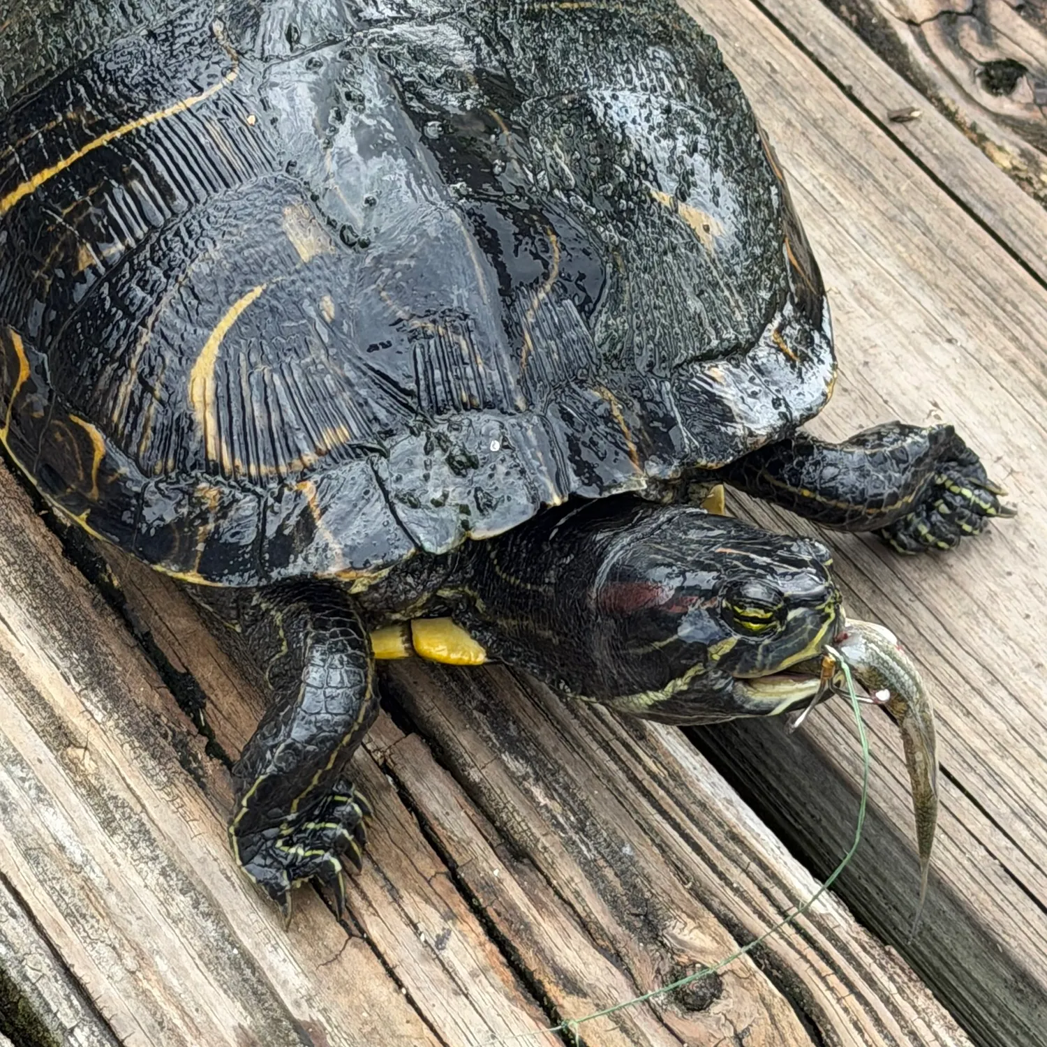 The most recent River cooter turtle catches on Fishbrain