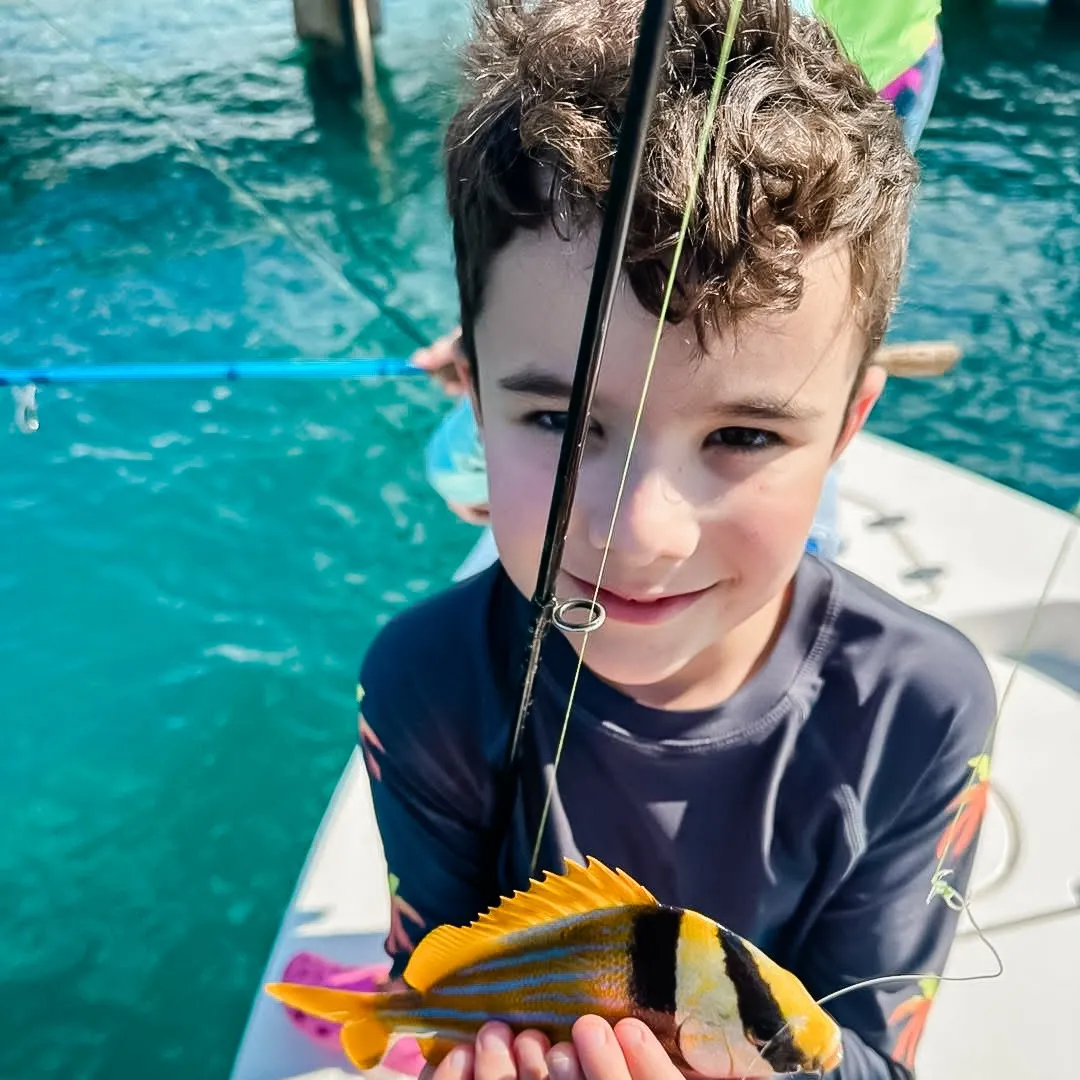 The most recent Panama porkfish catches on Fishbrain