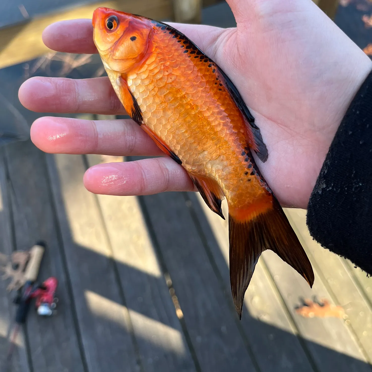 The most recent Goldfish catches on Fishbrain