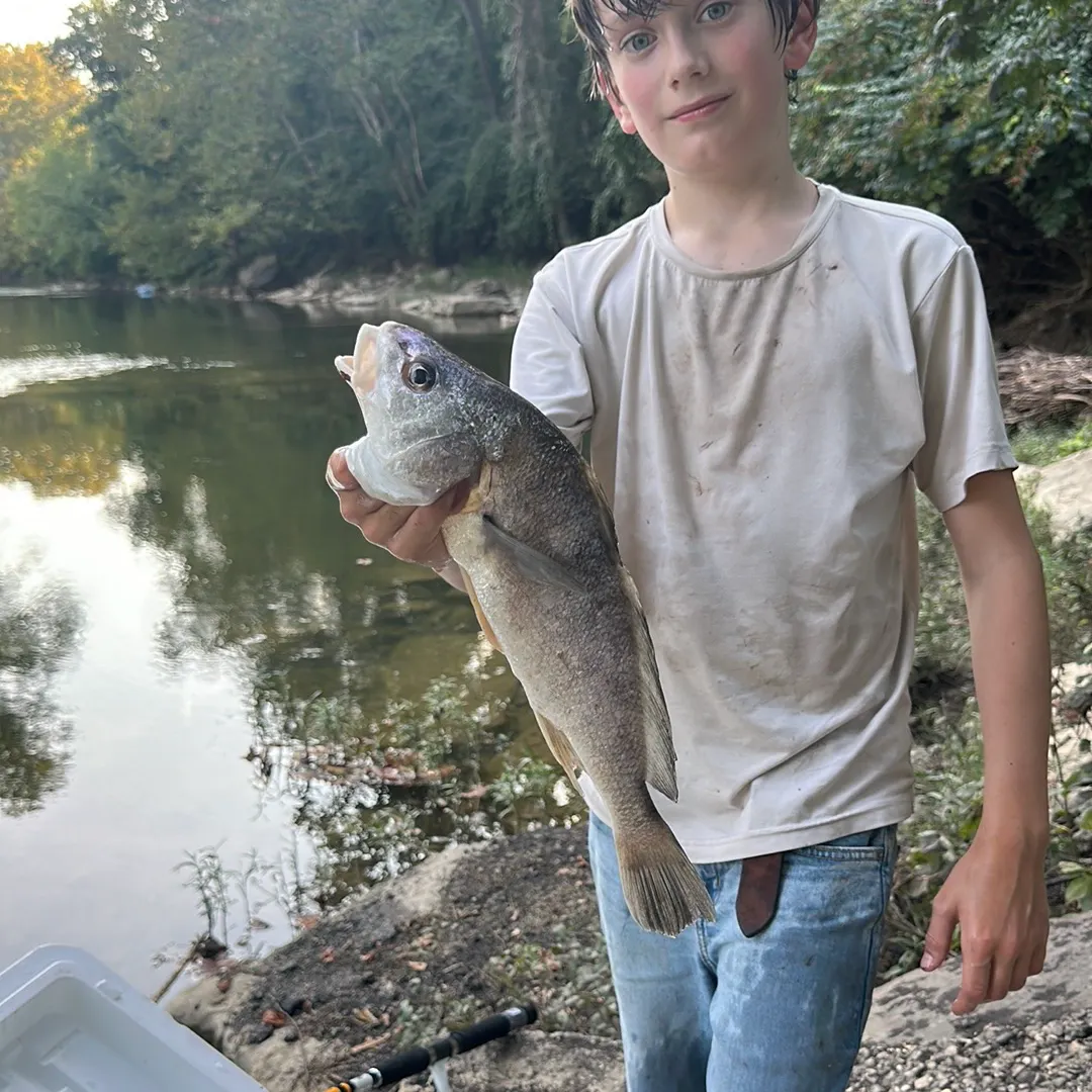 Freshwater drum caught on Fishbrain
