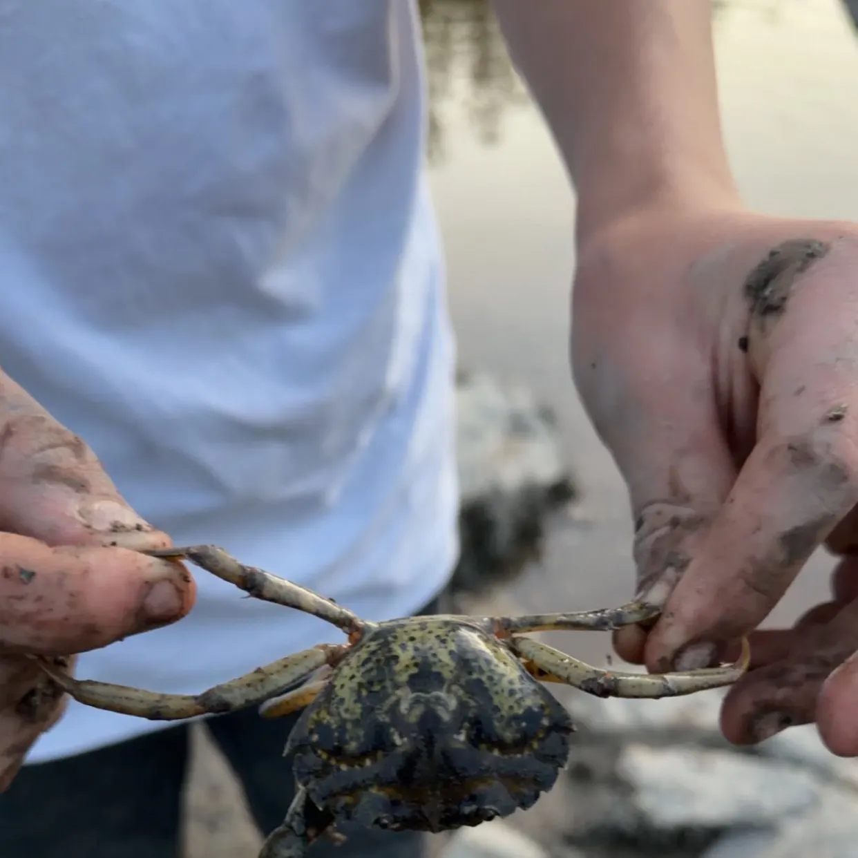 Green crab caught on Fishbrain