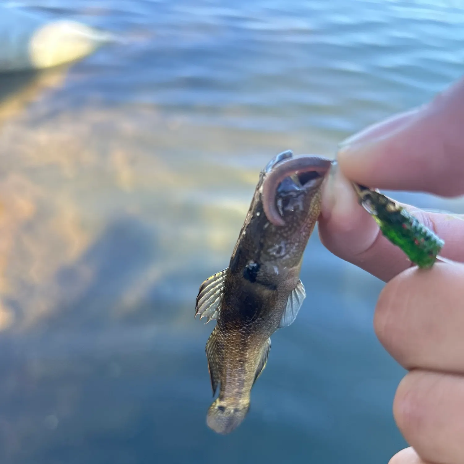 The most recent Round goby catches on Fishbrain