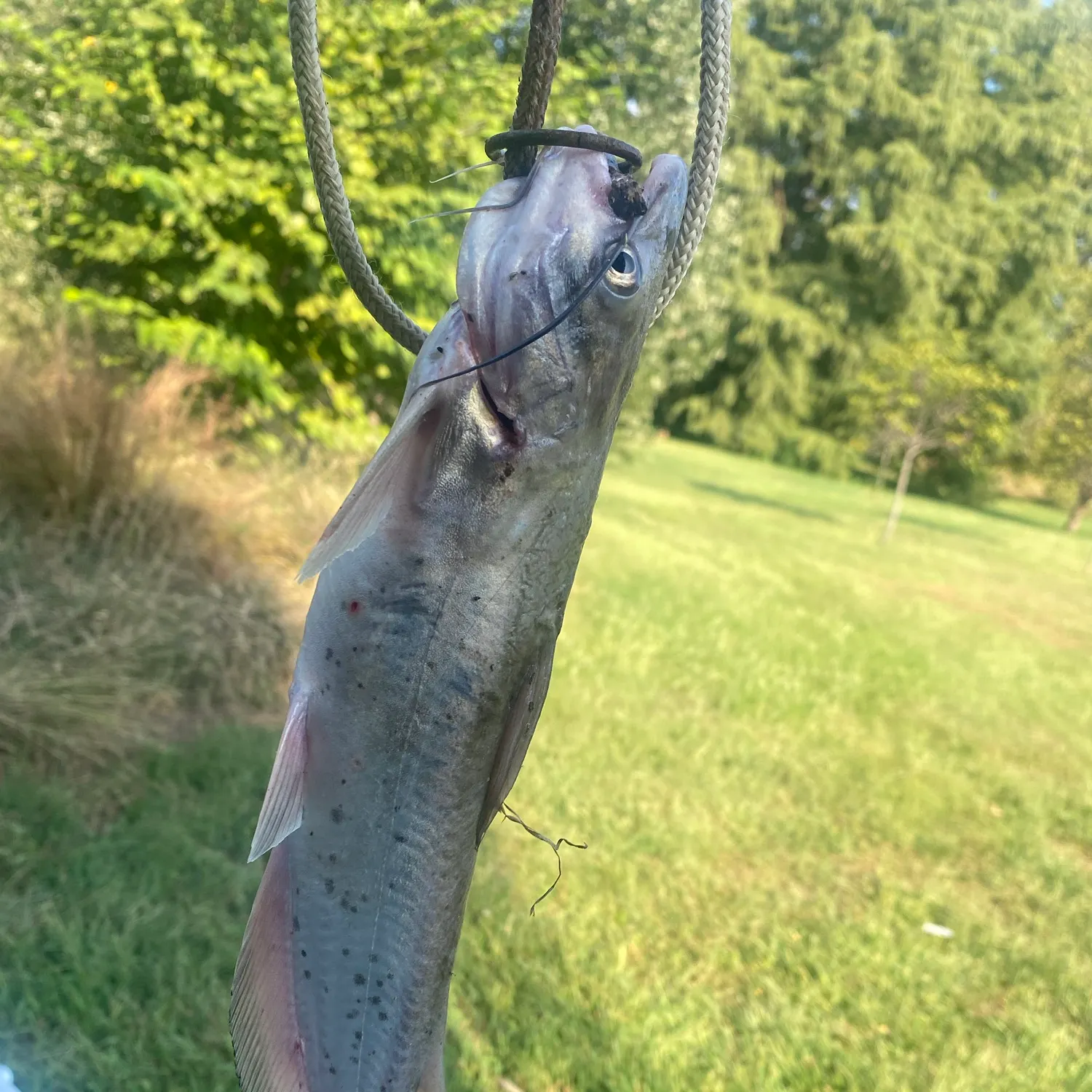 Channel catfish caught on Fishbrain