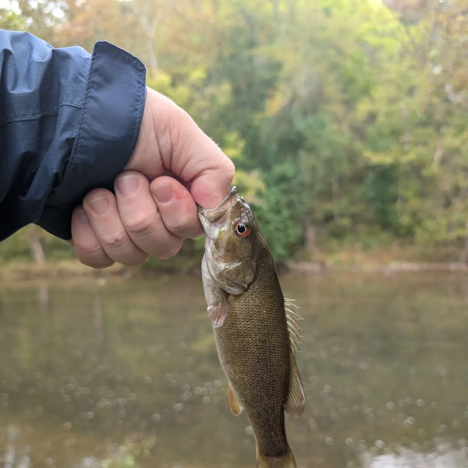 Smallmouth bass caught on Fishbrain