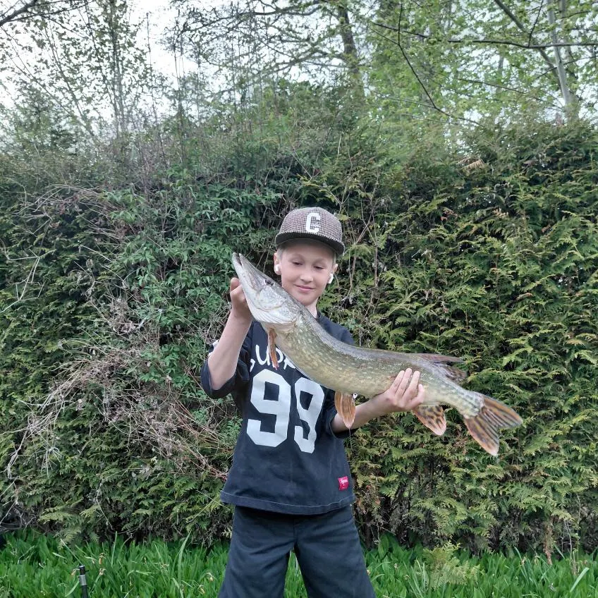 Northern pike caught on Fishbrain