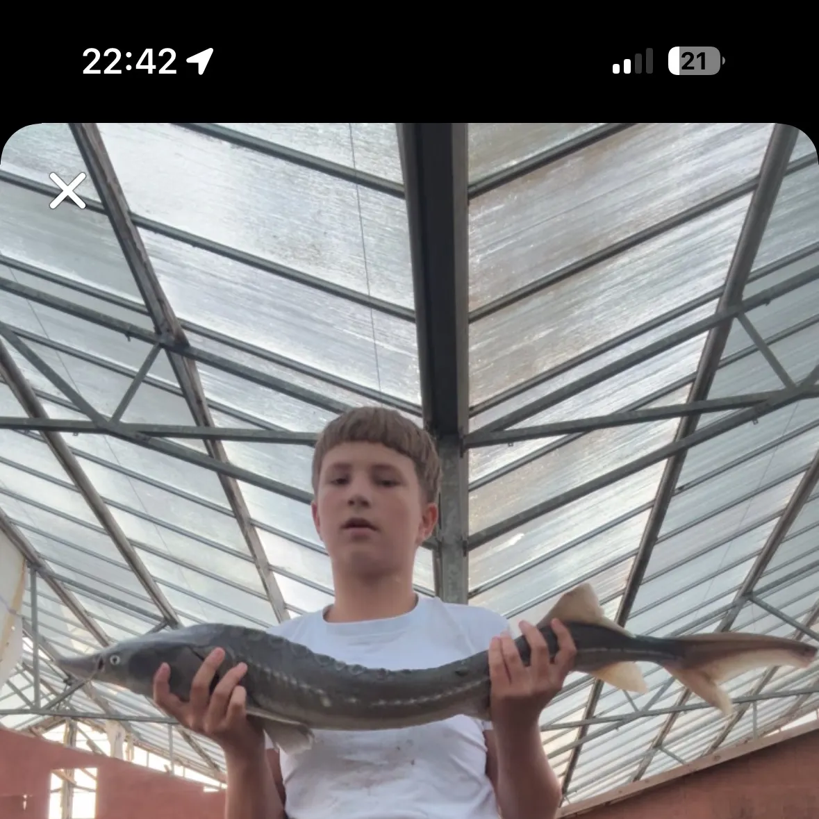 The most recent Siberian sturgeon catches on Fishbrain
