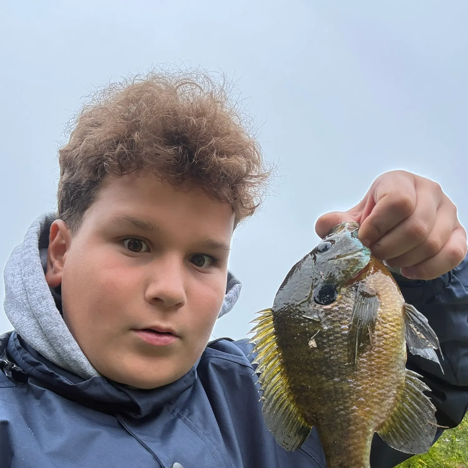 Bluegill caught on Fishbrain
