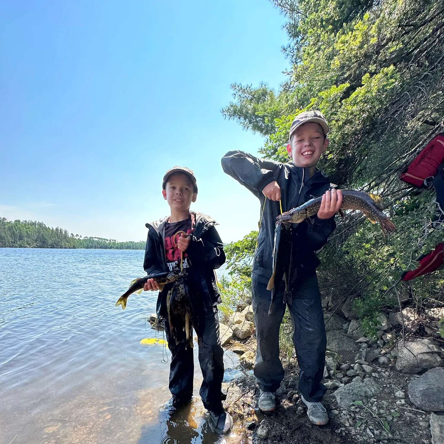 The most recent Grass pickerel catches on Fishbrain