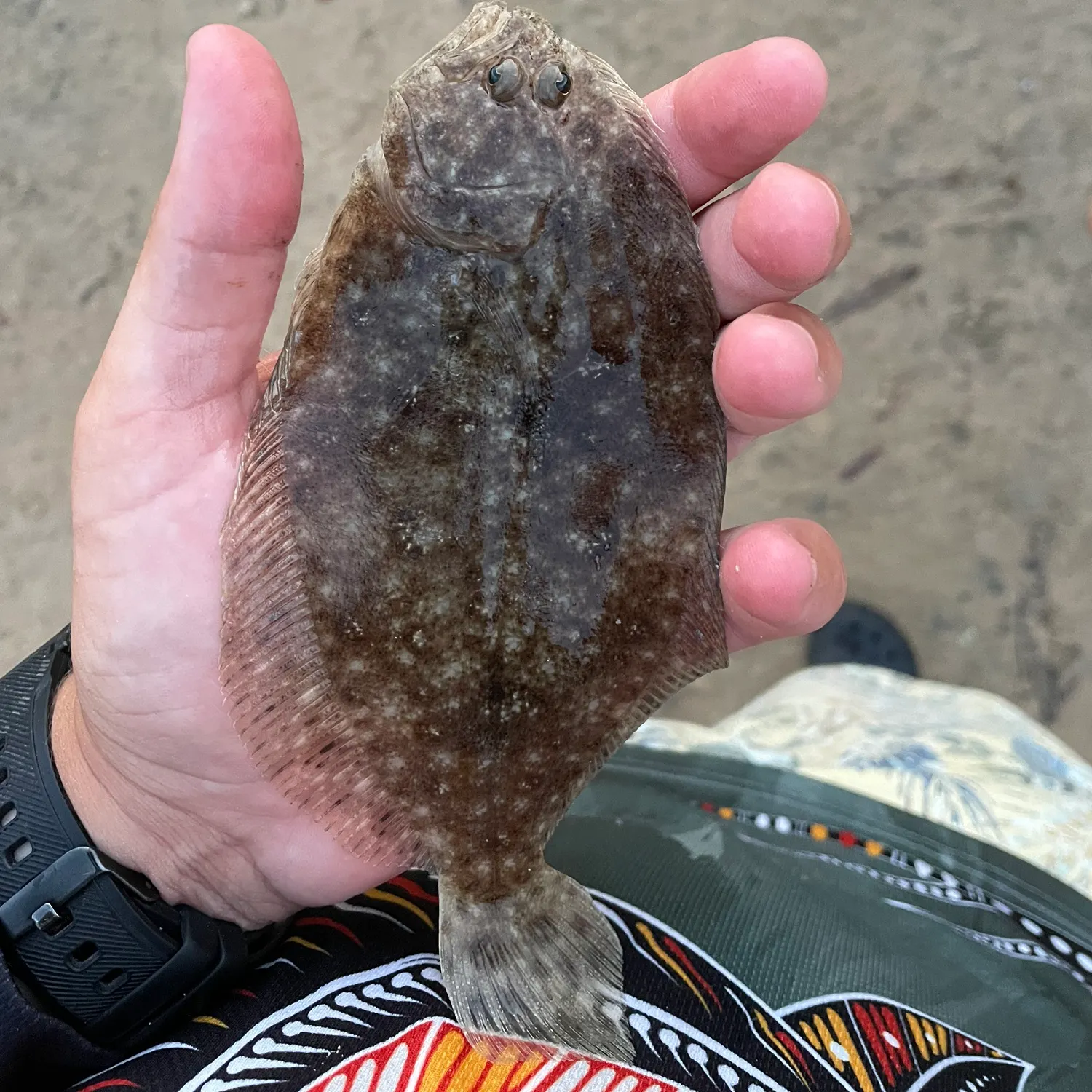 The most recent Windowpane flounder catches on Fishbrain