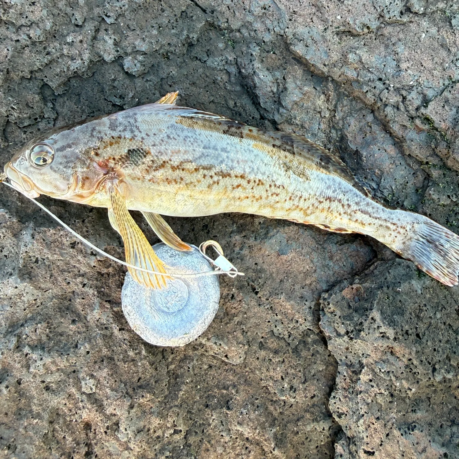 The most recent Kelp greenling catches on Fishbrain