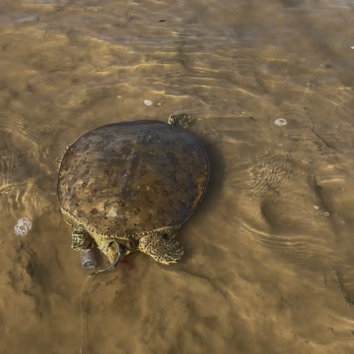 Spiny softshell turtle caught on Fishbrain