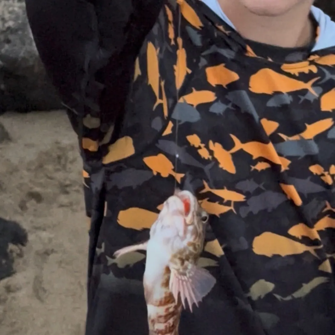 The most recent Stocky hawkfish catches on Fishbrain