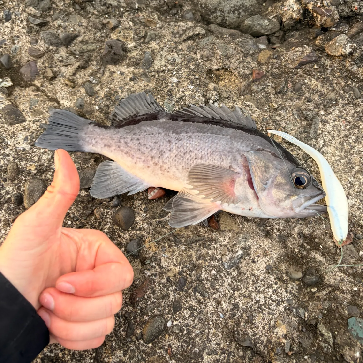 The most recent Black rockfish catches on Fishbrain