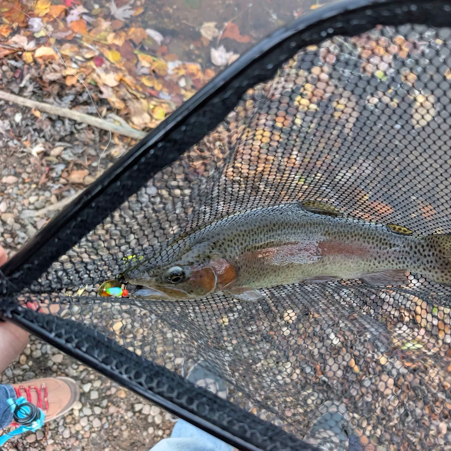 Rainbow trout caught on Fishbrain