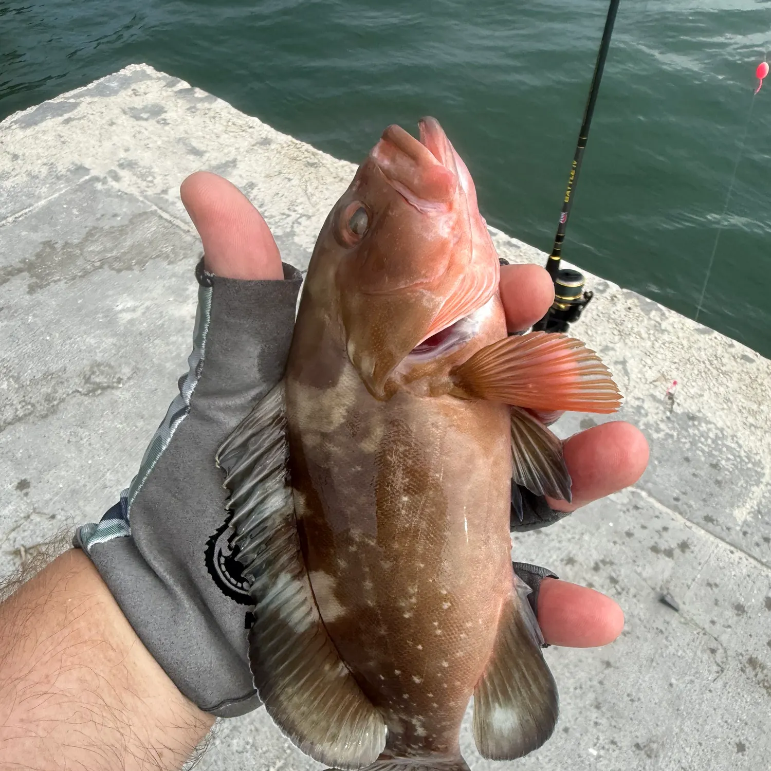 most liked catch image