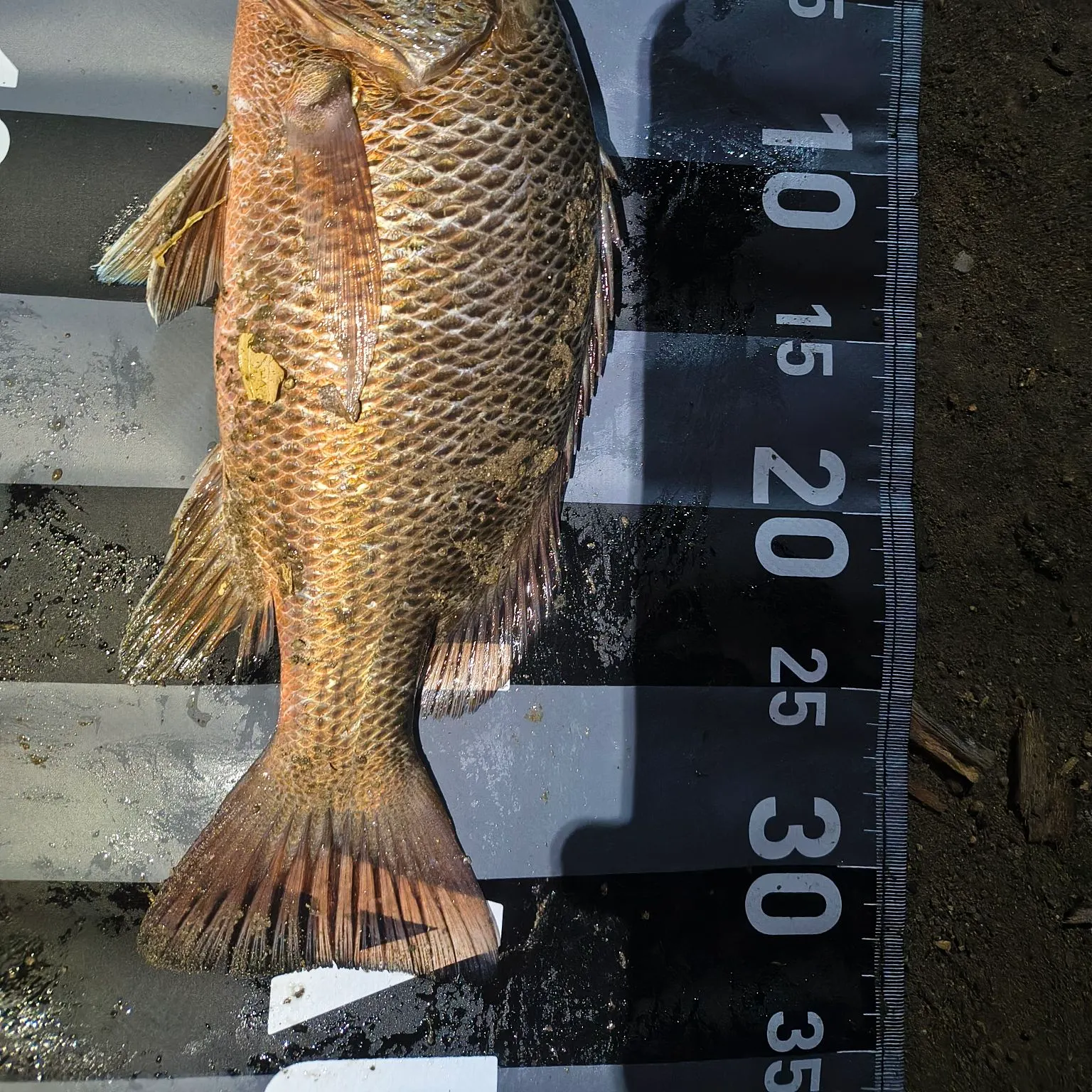 Mangrove red snapper caught on Fishbrain
