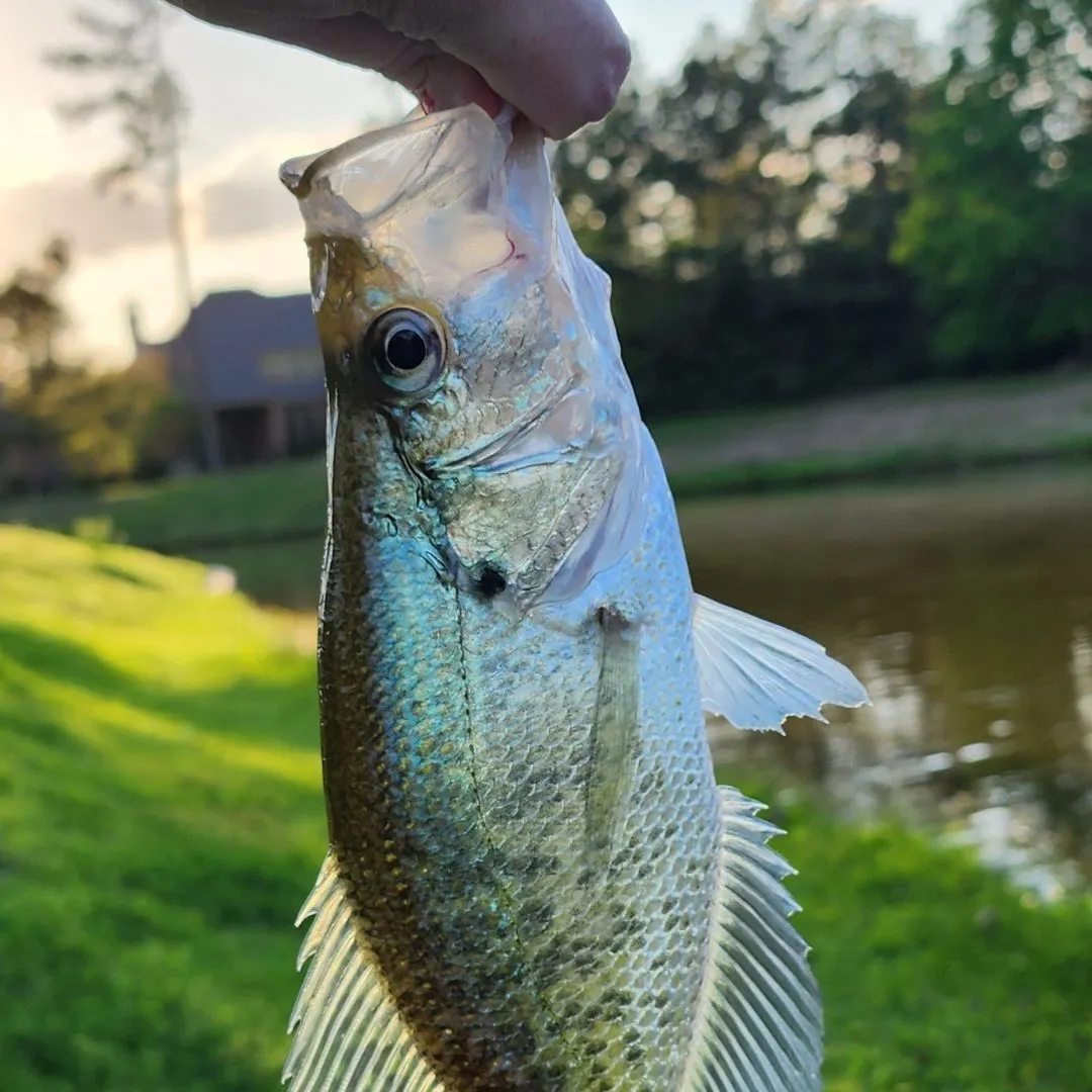 White crappie caught on Fishbrain