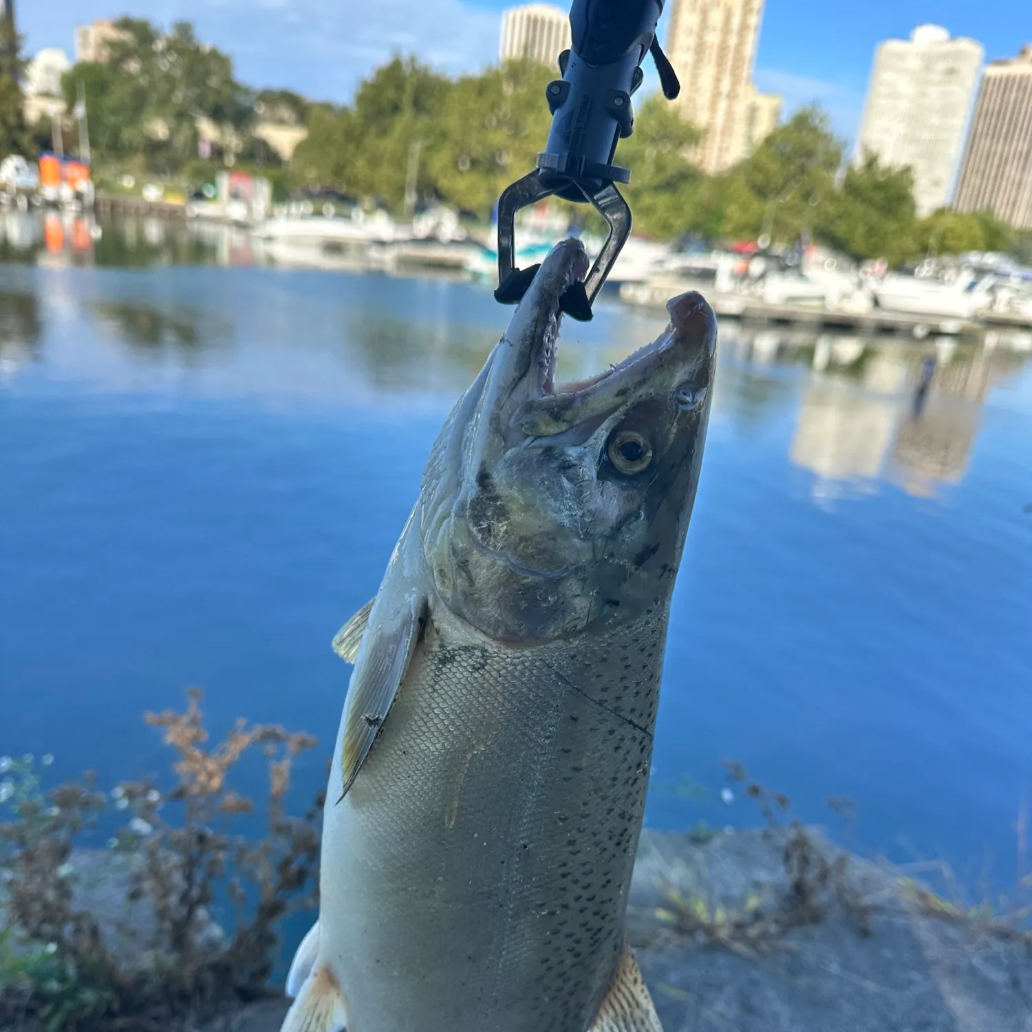 Coho salmon caught on Fishbrain