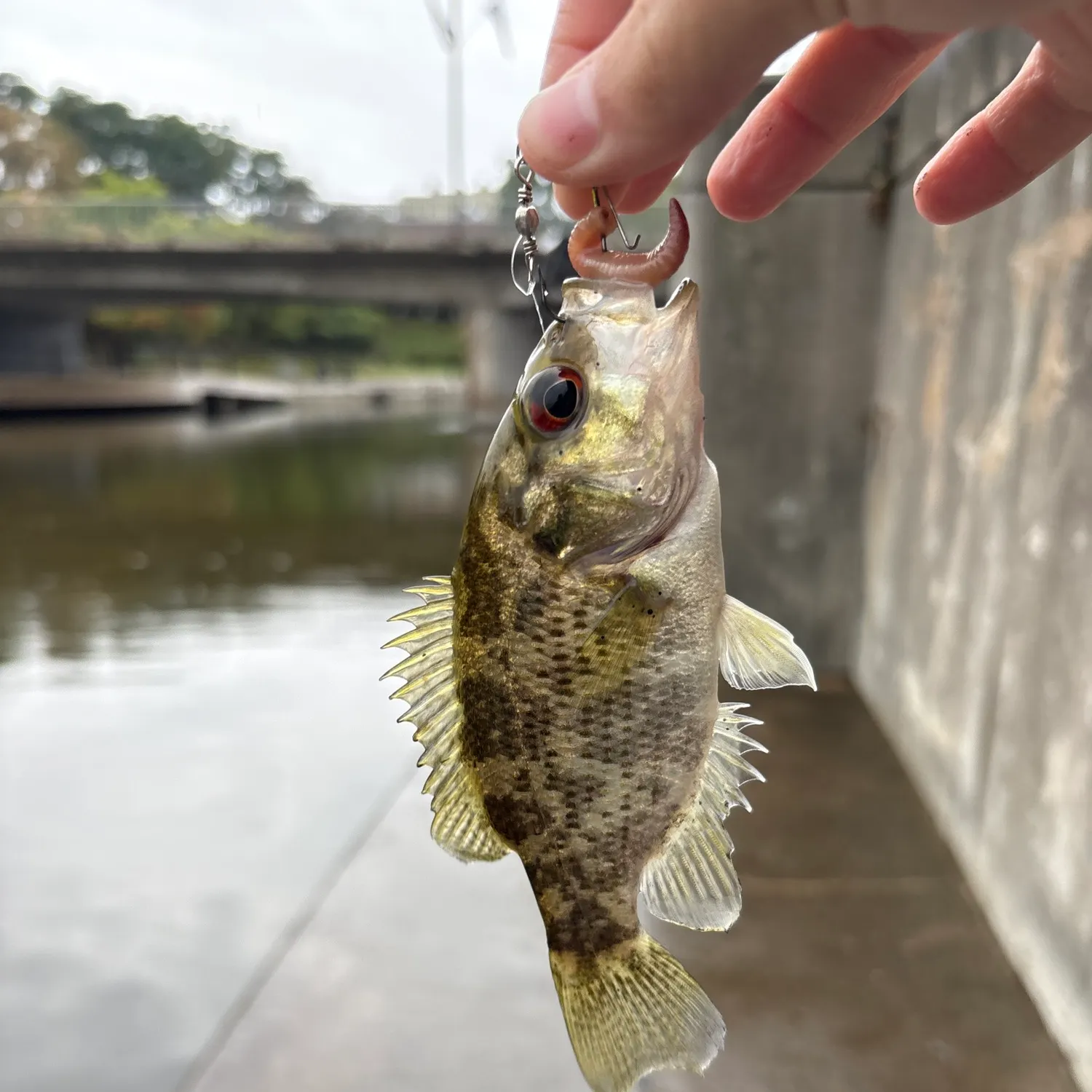 Rock bass caught on Fishbrain