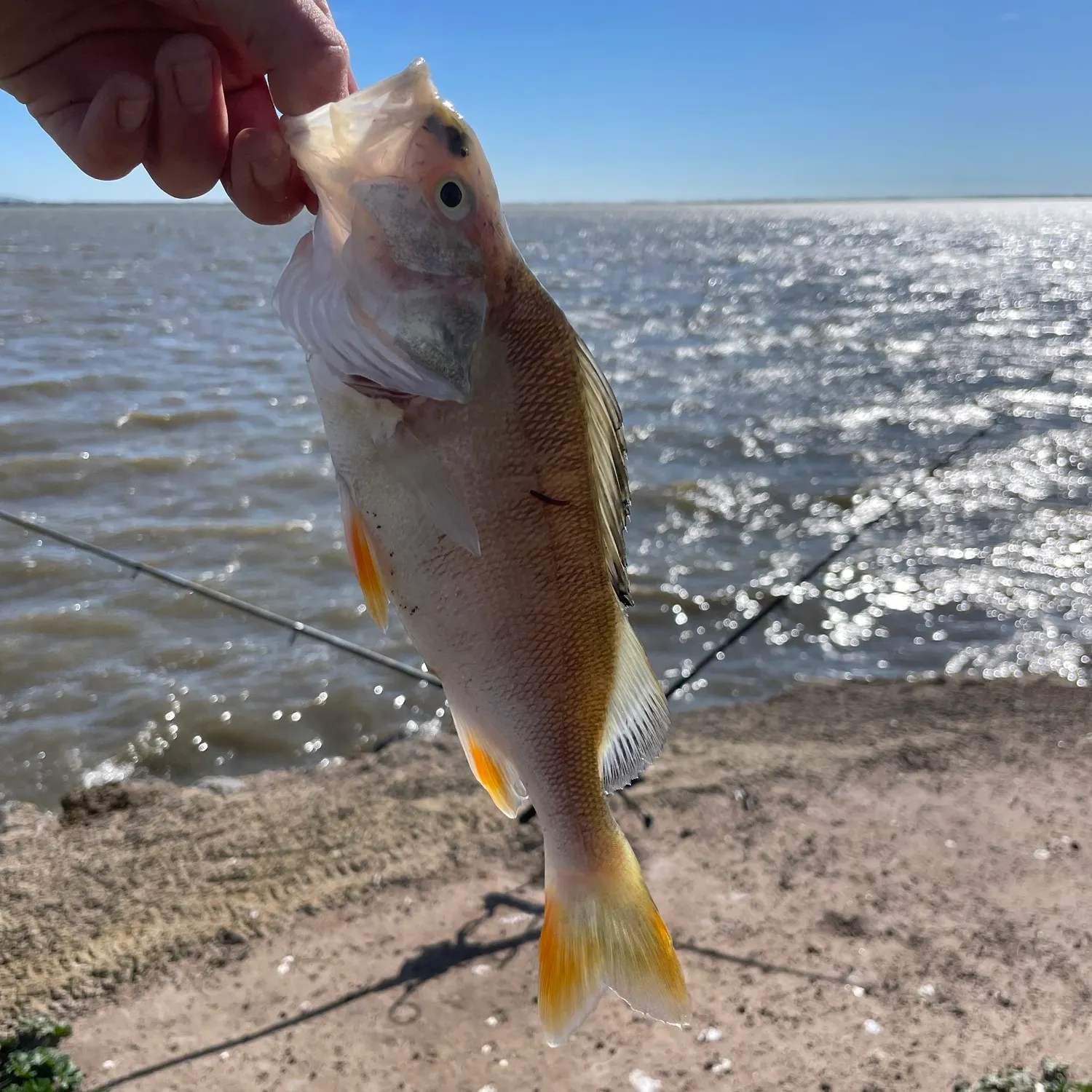 European perch caught on Fishbrain