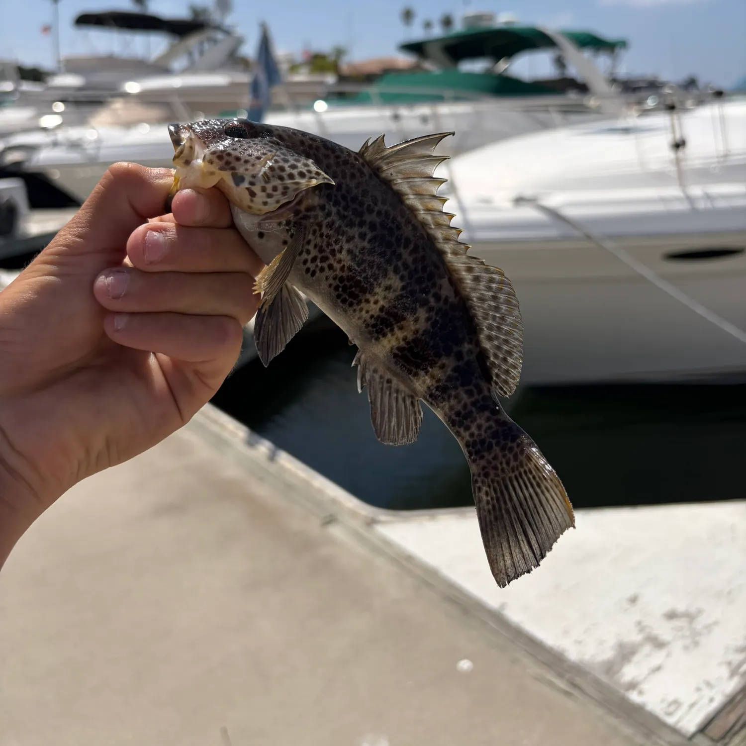 Spotted sand bass caught on Fishbrain