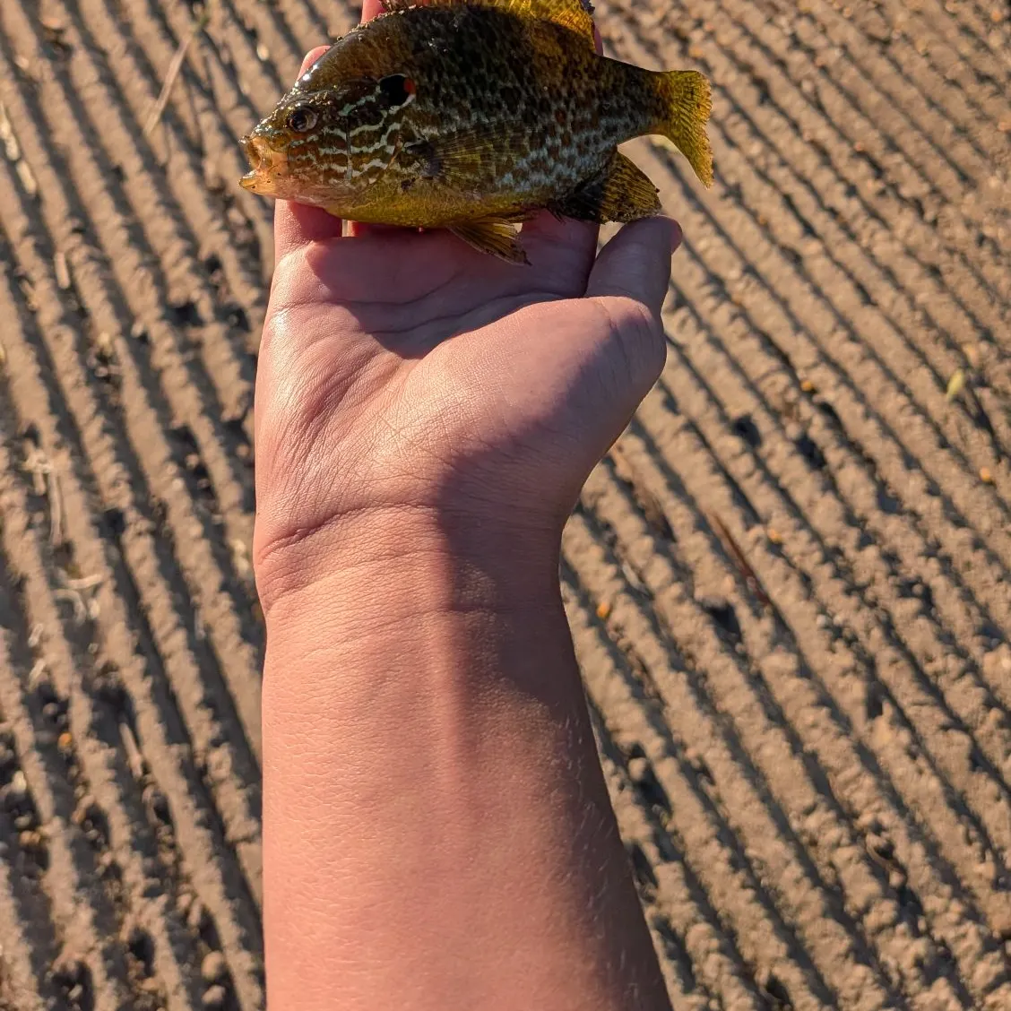Greengill hybrid caught on Fishbrain