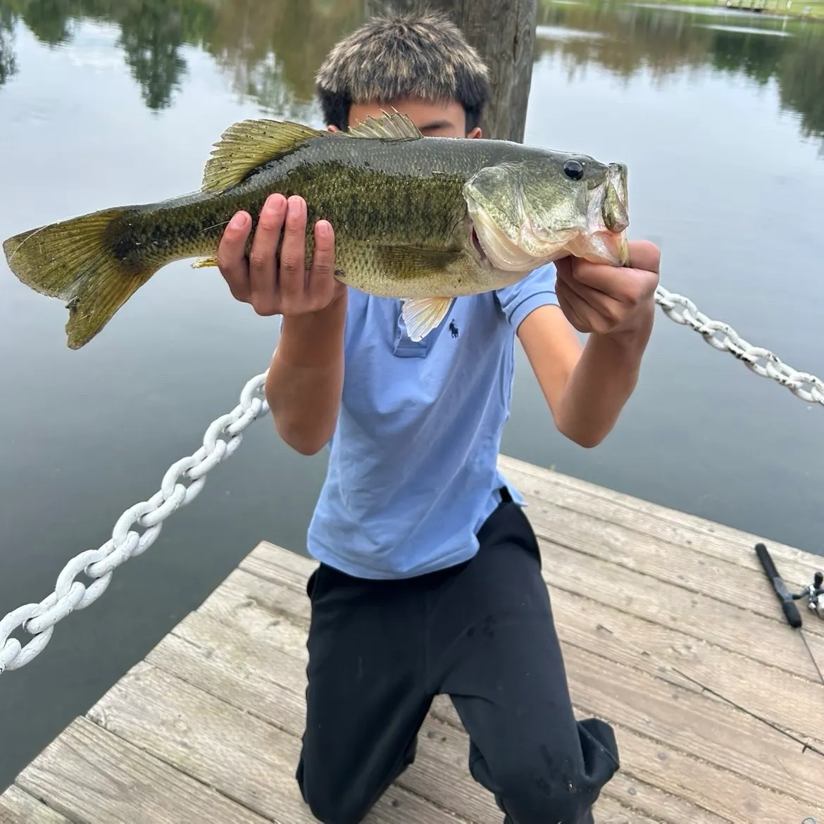 Largemouth bass caught on Fishbrain