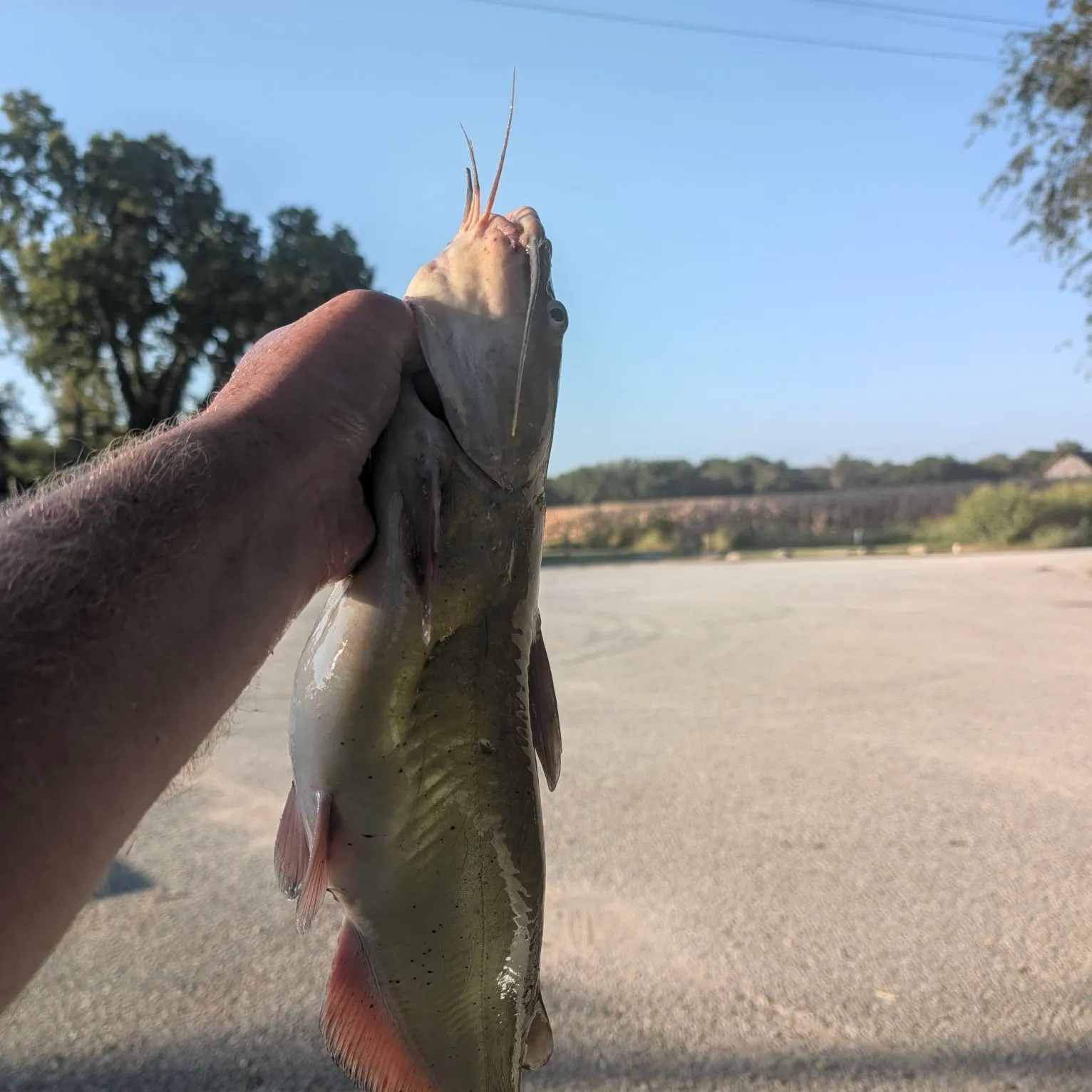 Channel catfish caught on Fishbrain