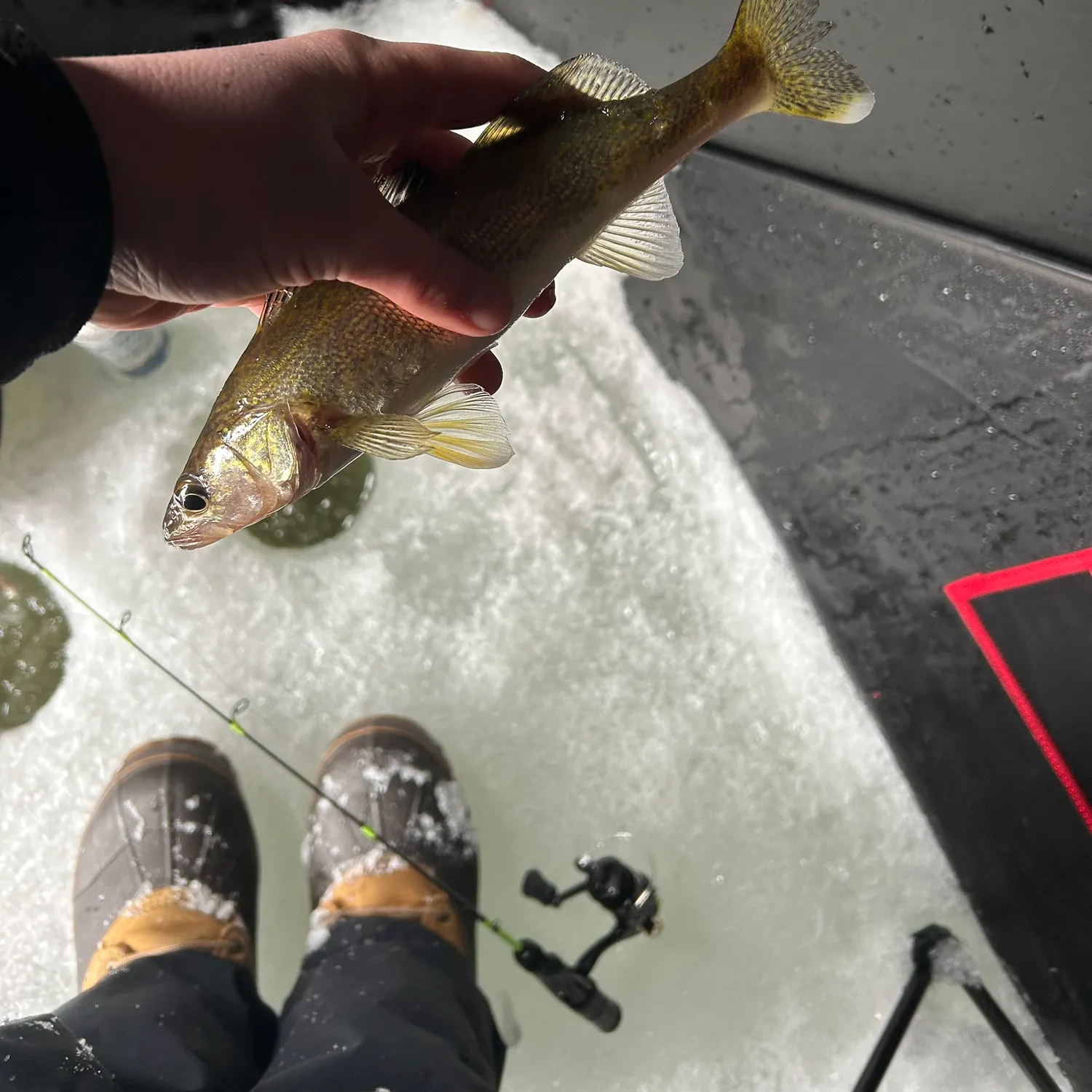 The most recent Walleye catches on Fishbrain