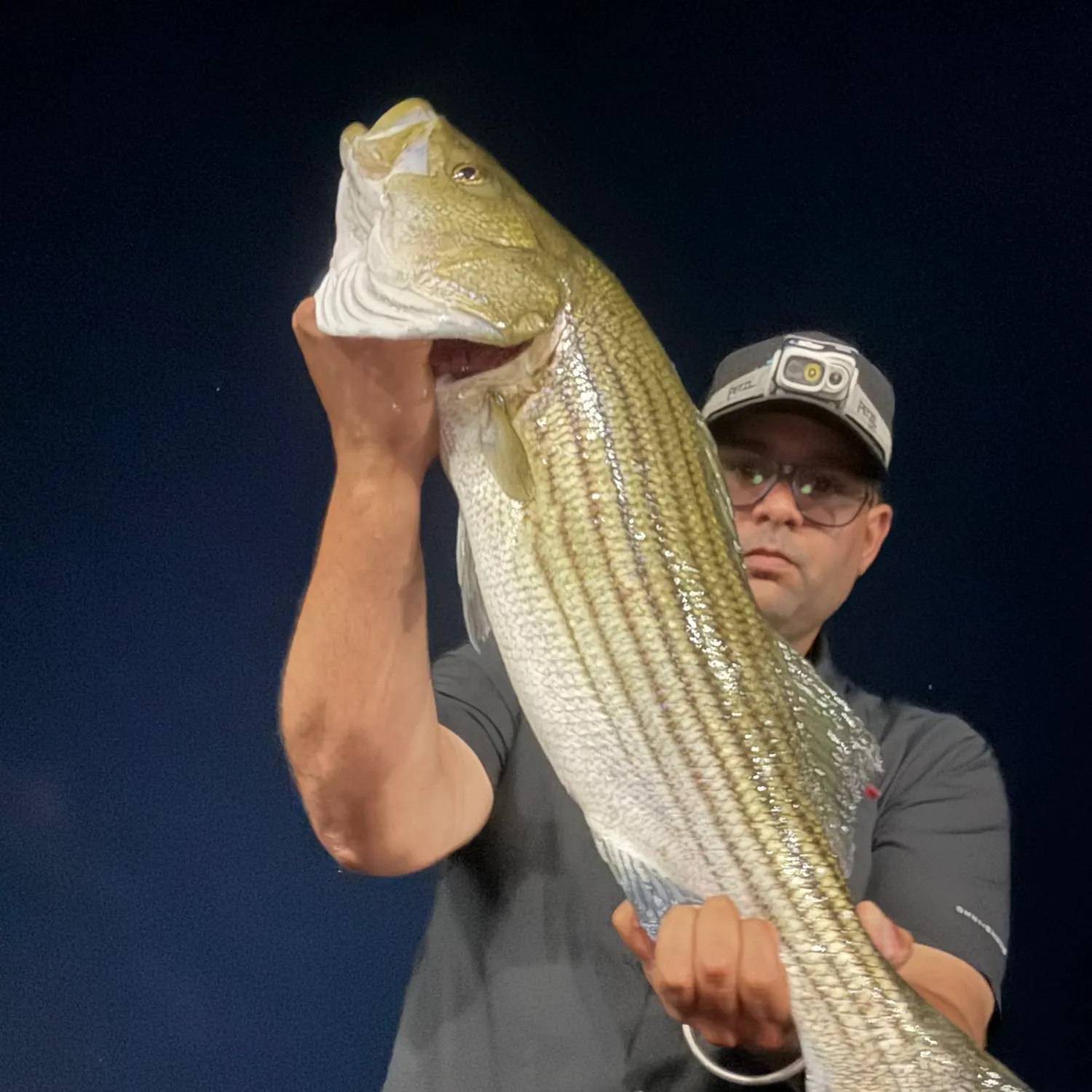 Striped bass caught on Fishbrain