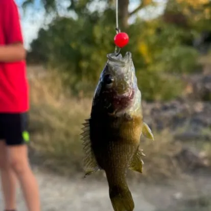 Green sunfish caught on Fishbrain