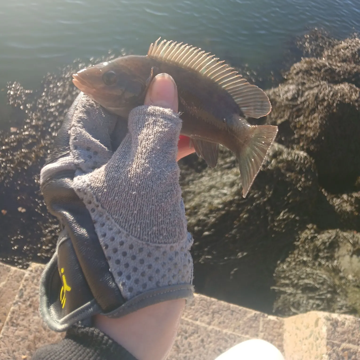The most recent Ballan wrasse catches on Fishbrain