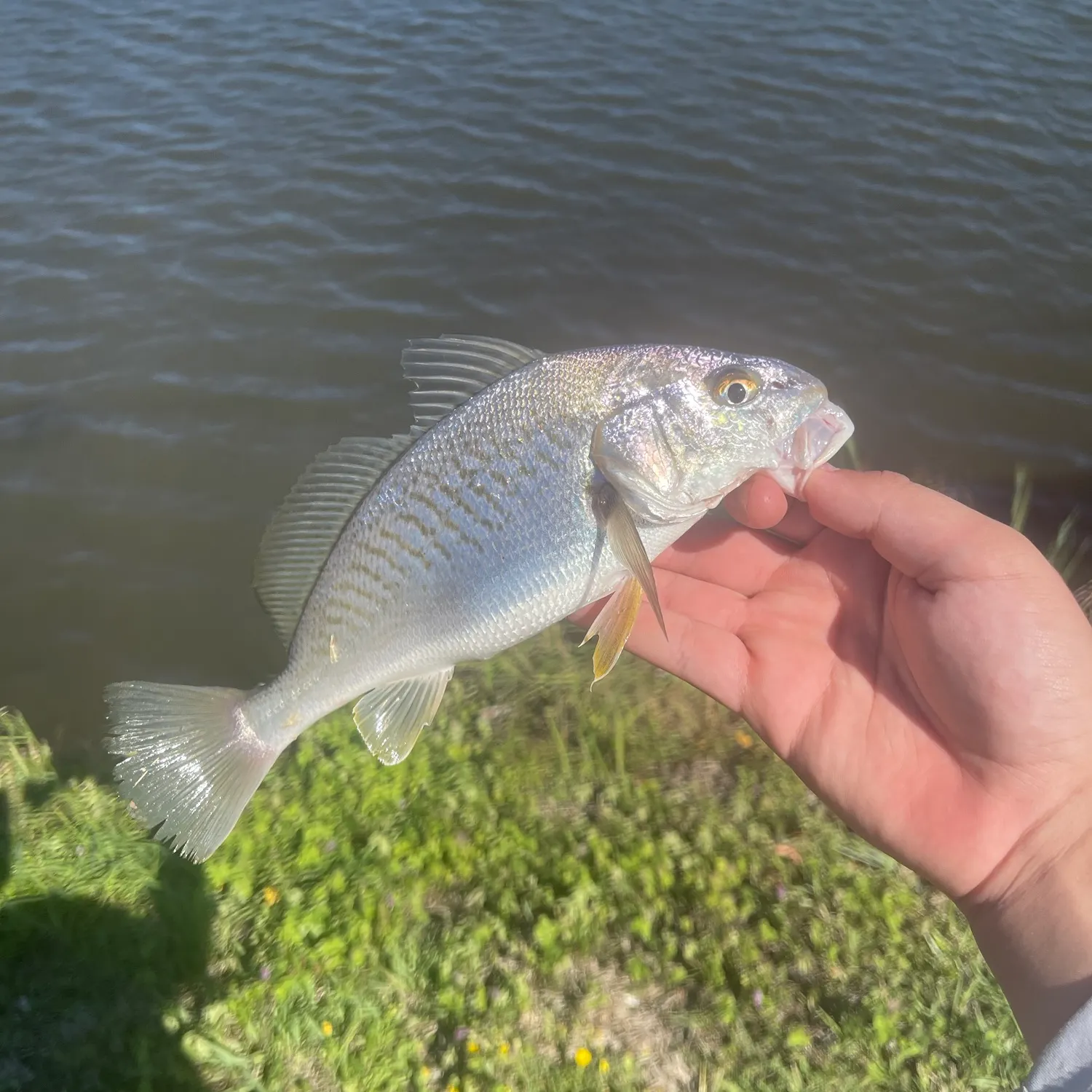 The most recent Atlantic croaker catches on Fishbrain