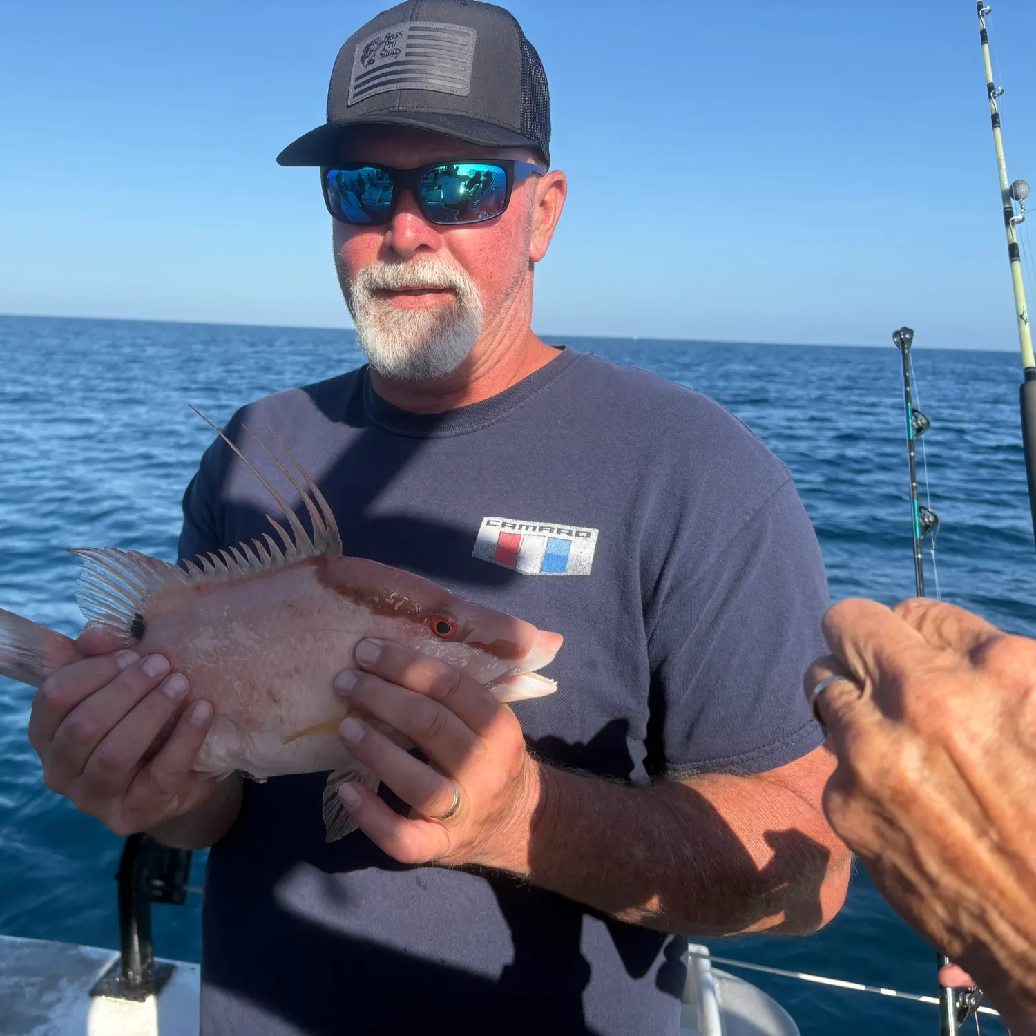 The most recent Hogfish catches on Fishbrain