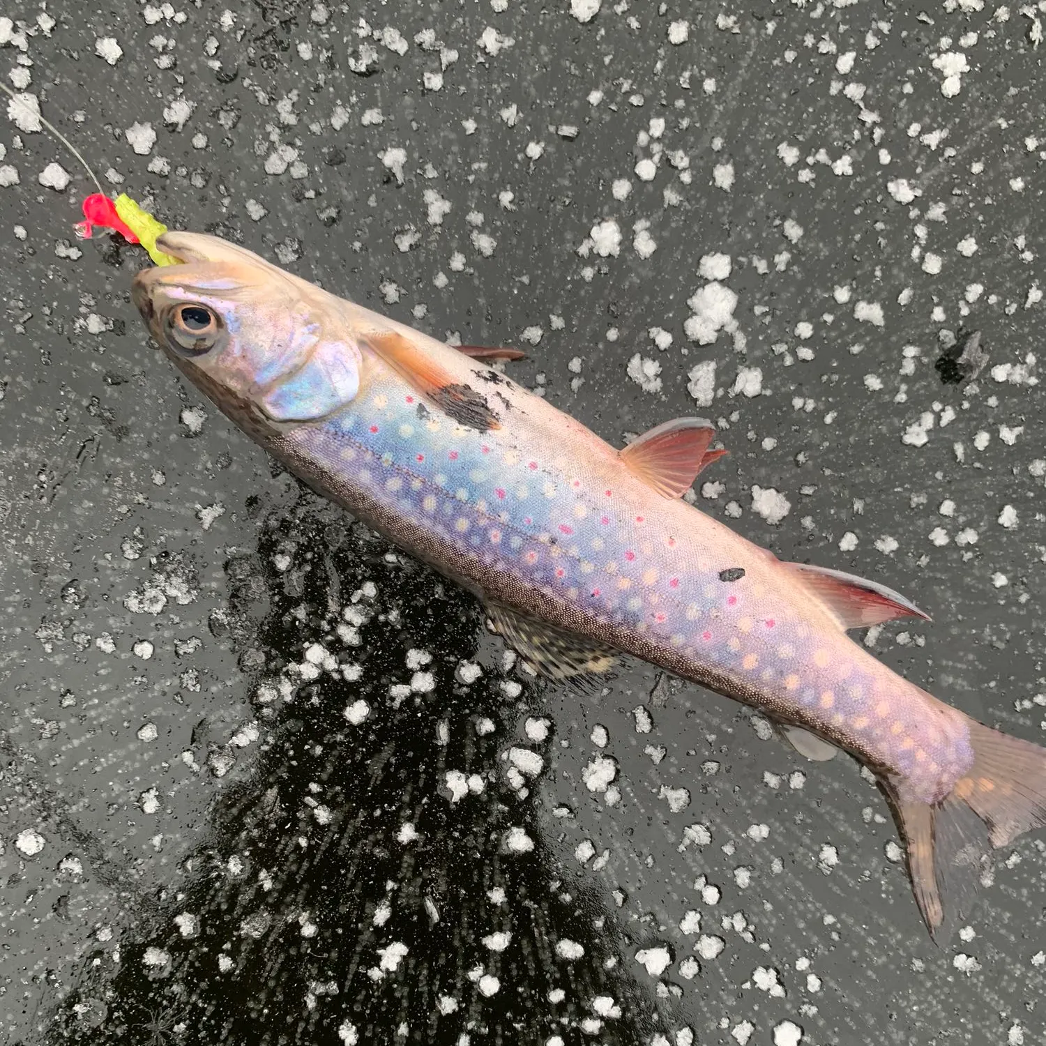 ᐅ Coplay Lake fishing reports🎣• Carbonado, WA (United States) fishing