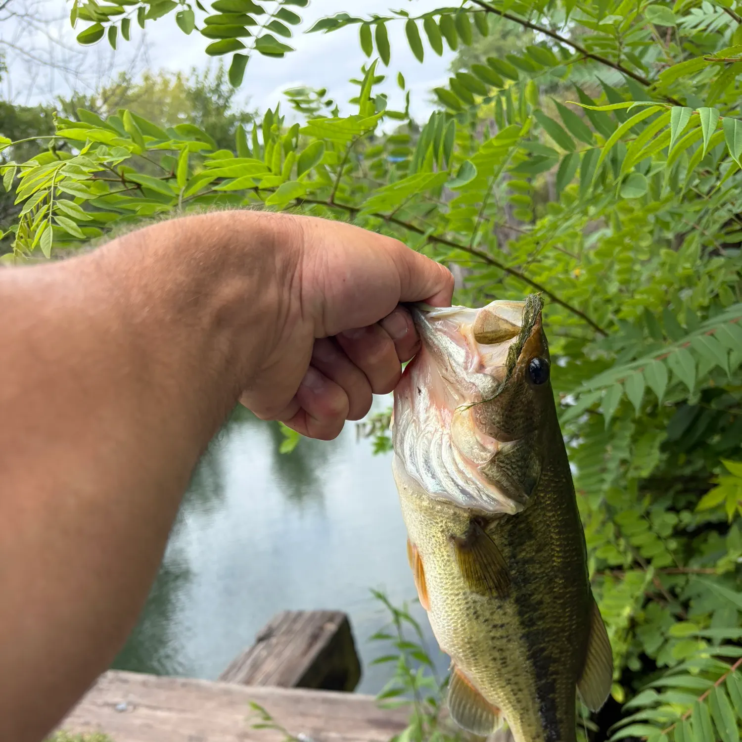 Largemouth bass caught on Fishbrain