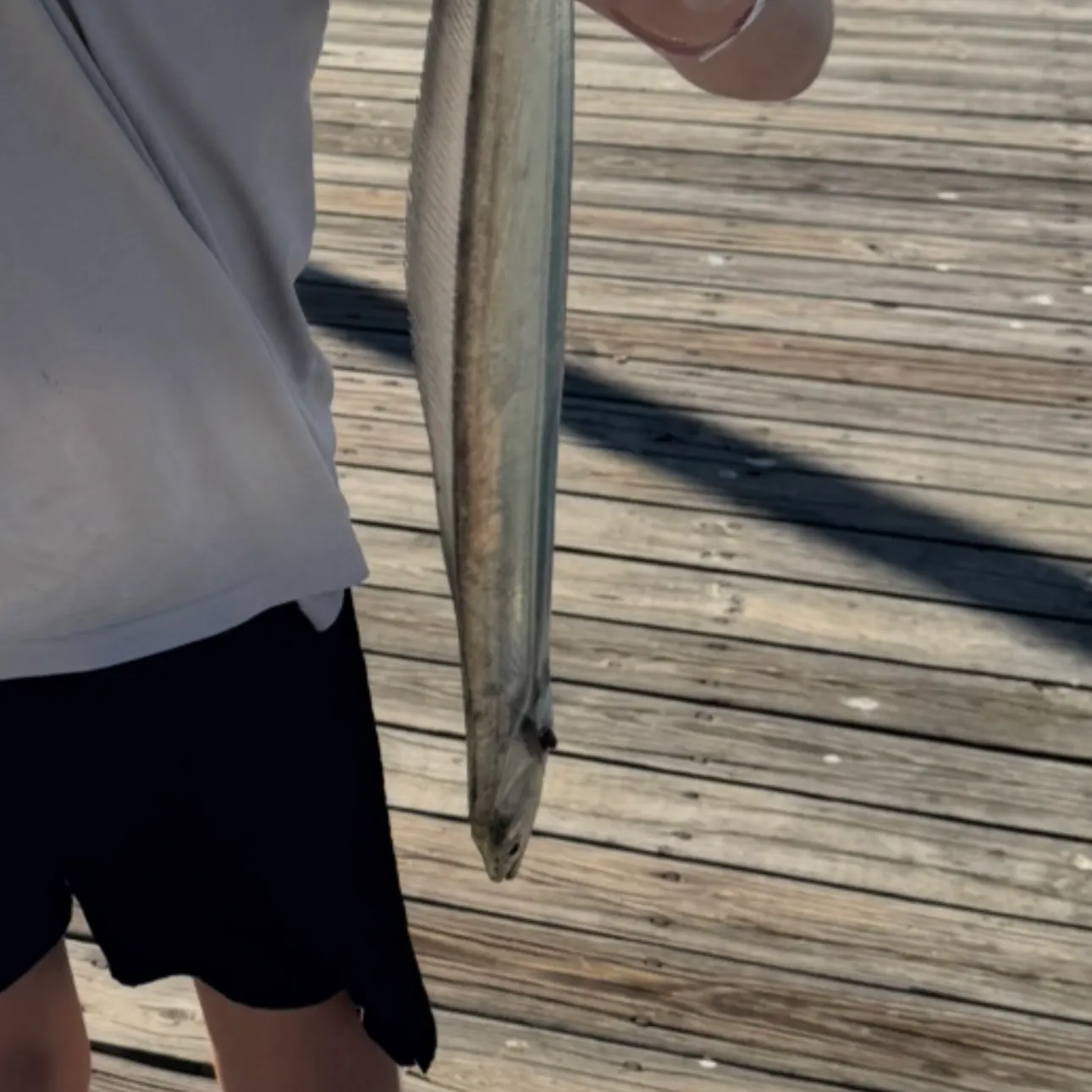 The most recent Silver scabbardfish catches on Fishbrain