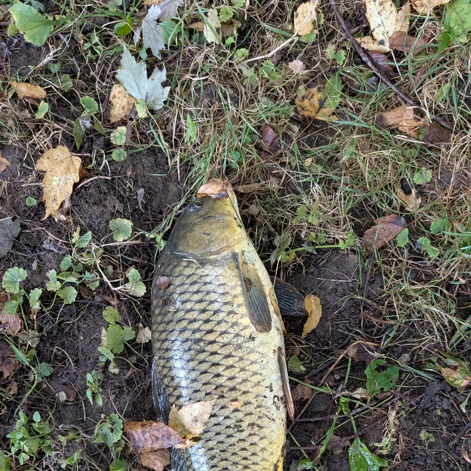 Common carp caught on Fishbrain