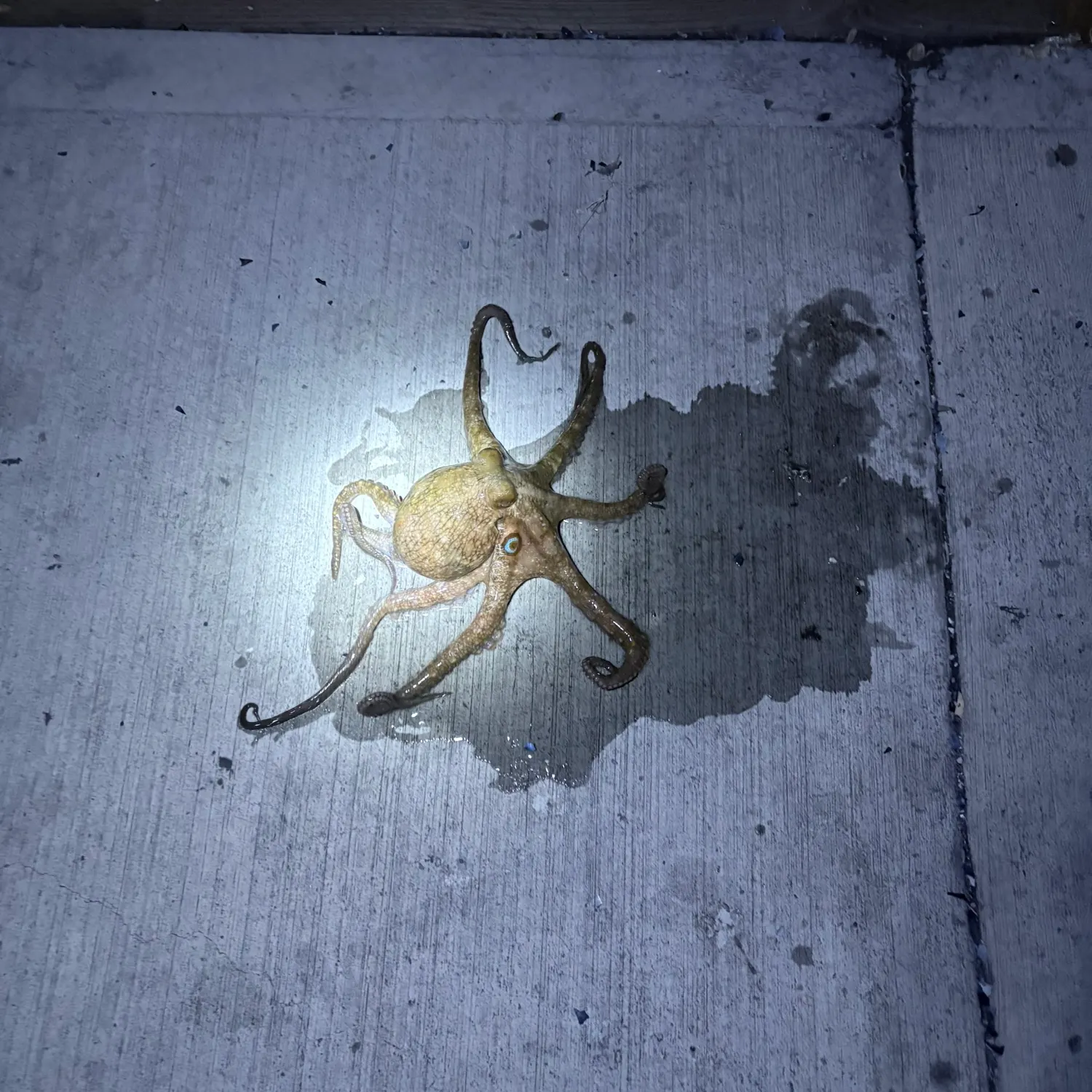 The most recent California two-spot octopus catches on Fishbrain