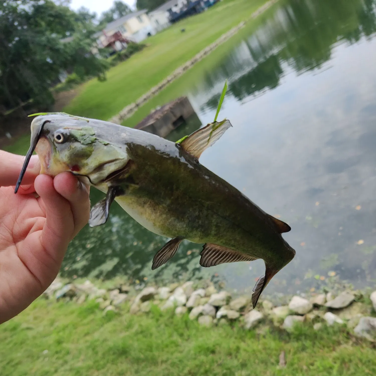 Yellow bullhead caught on Fishbrain