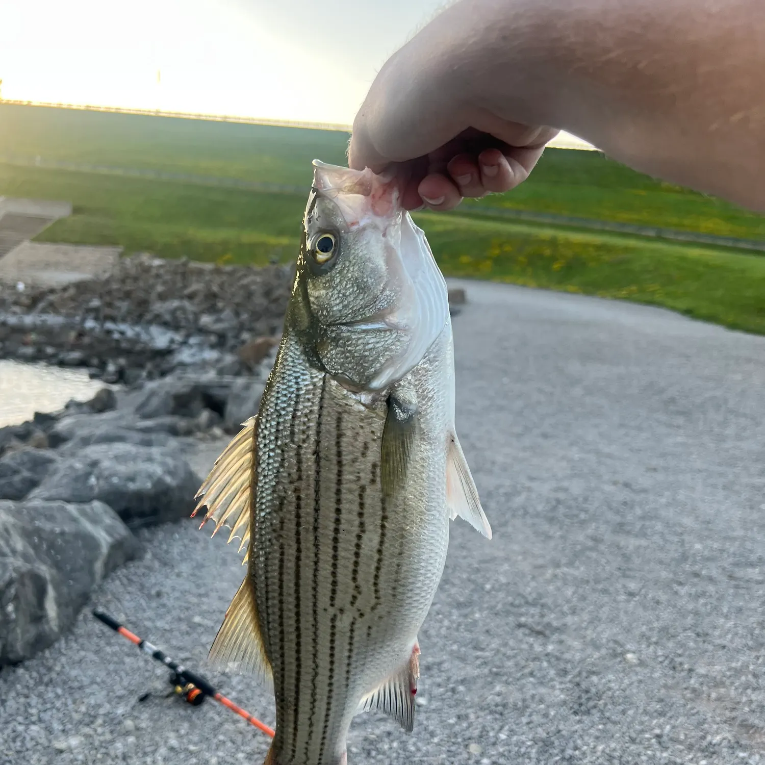 The most recent Hybrid striped bass catches on Fishbrain