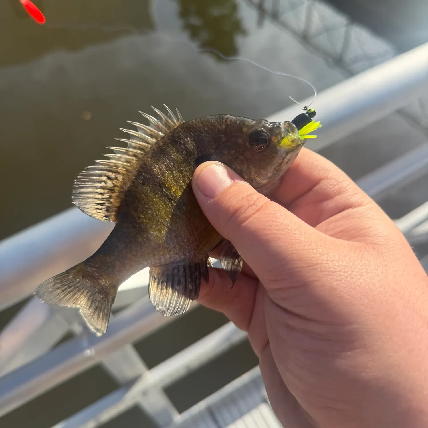 Bluegill caught on Fishbrain