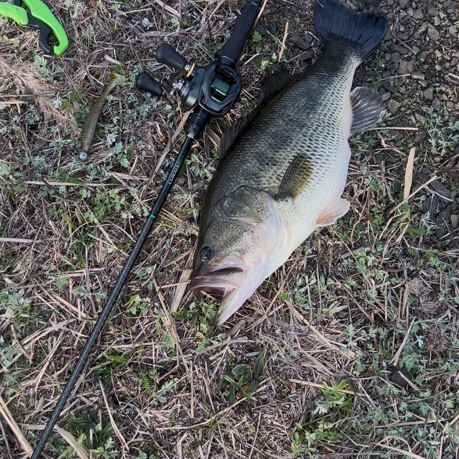 angler catch