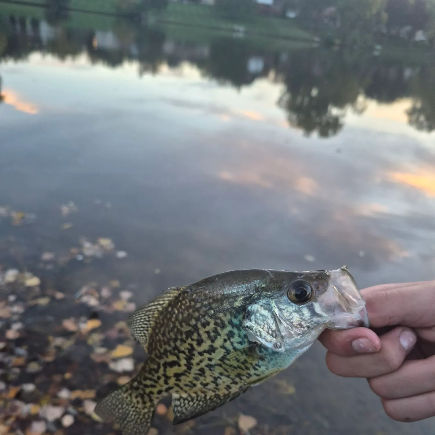 Black crappie caught on Fishbrain