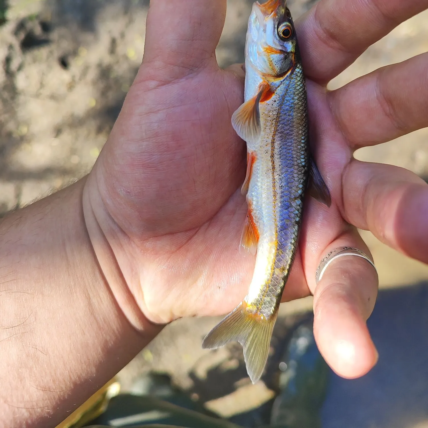 The most recent Spirinchus lanceolatus catches on Fishbrain