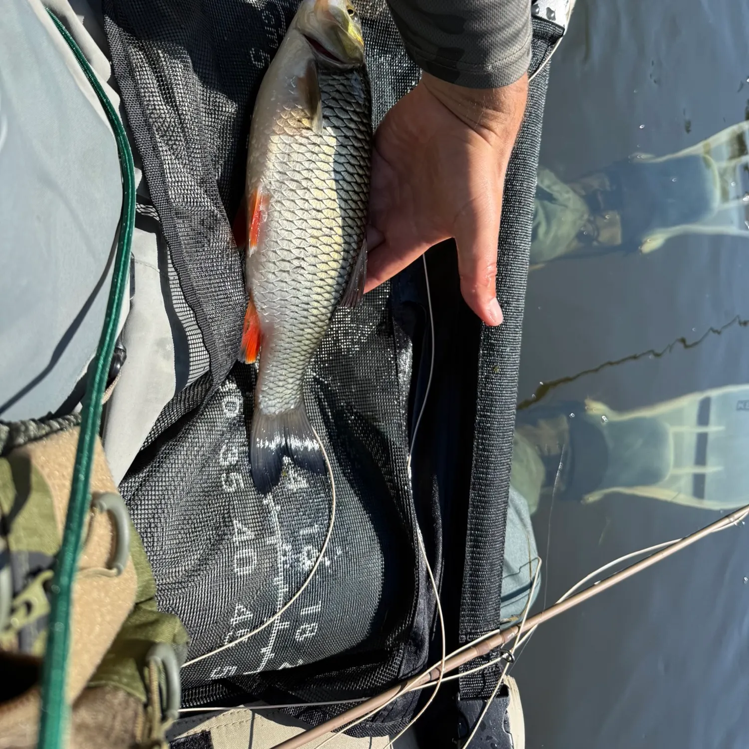 The most recent European chub catches on Fishbrain
