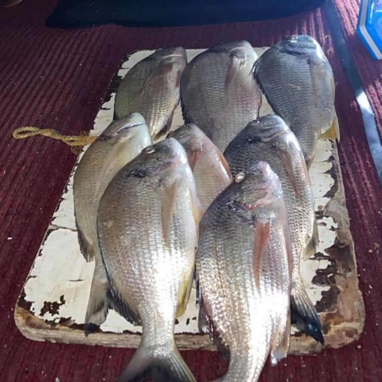 recently logged catches